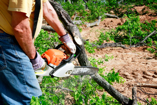 Professional Tree Services in Glen Head, NY